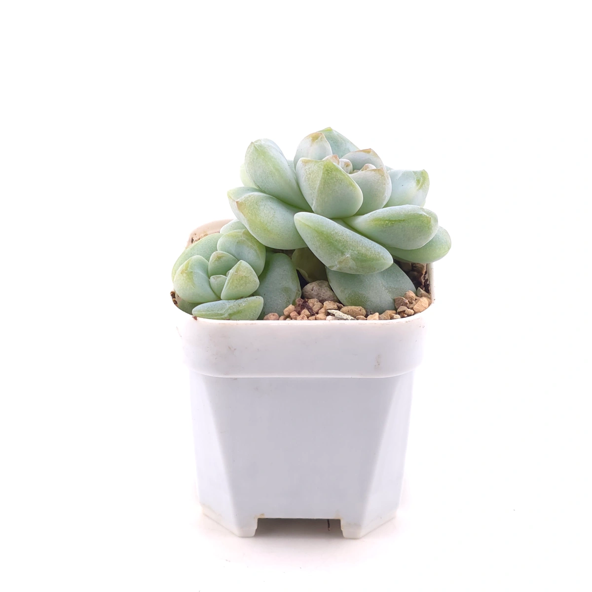 Echeveria ‘Ice Green’ | 冰玉 thumbnail 3