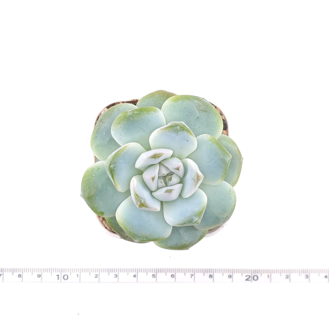 Echeveria ‘Ice Green’ | 冰玉 thumbnail 4