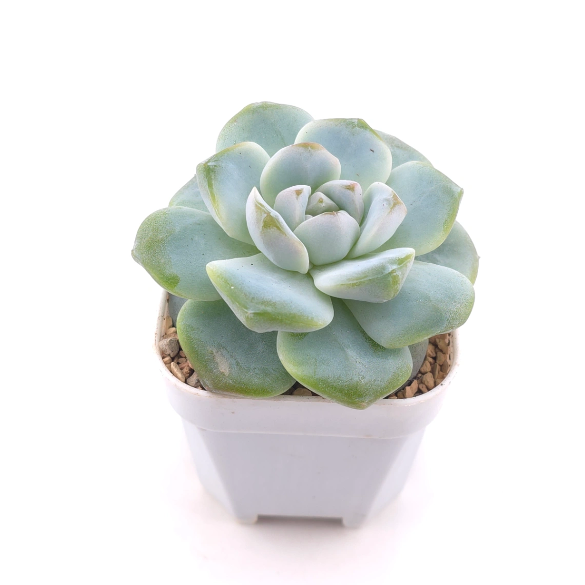 Echeveria ‘Ice Green’ | 冰玉 thumbnail 2