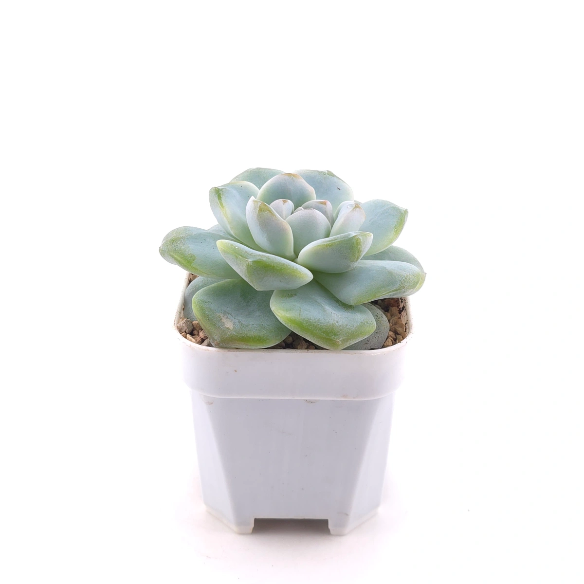 Echeveria ‘Ice Green’ | 冰玉 thumbnail 3