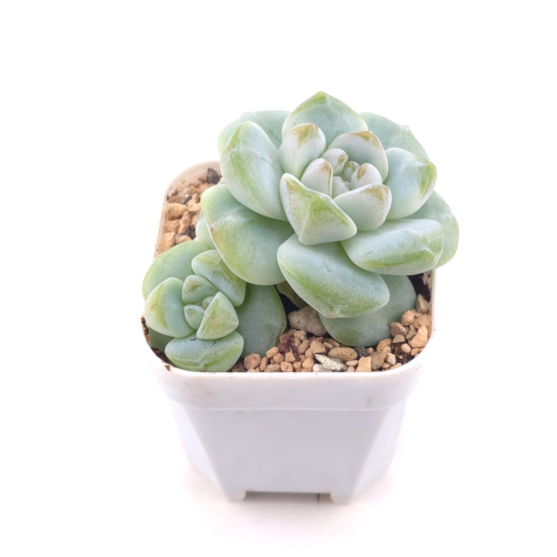 Echeveria ‘Ice Green’ | 冰玉 thumbnail 2