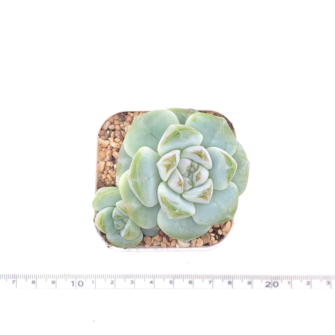 Echeveria ‘Ice Green’ | 冰玉 thumbnail 4
