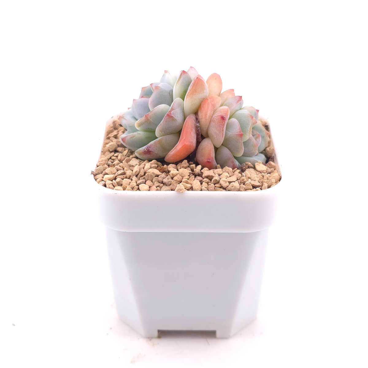 Echeveria 'Ice Jade' | 冰玉 thumbnail 3