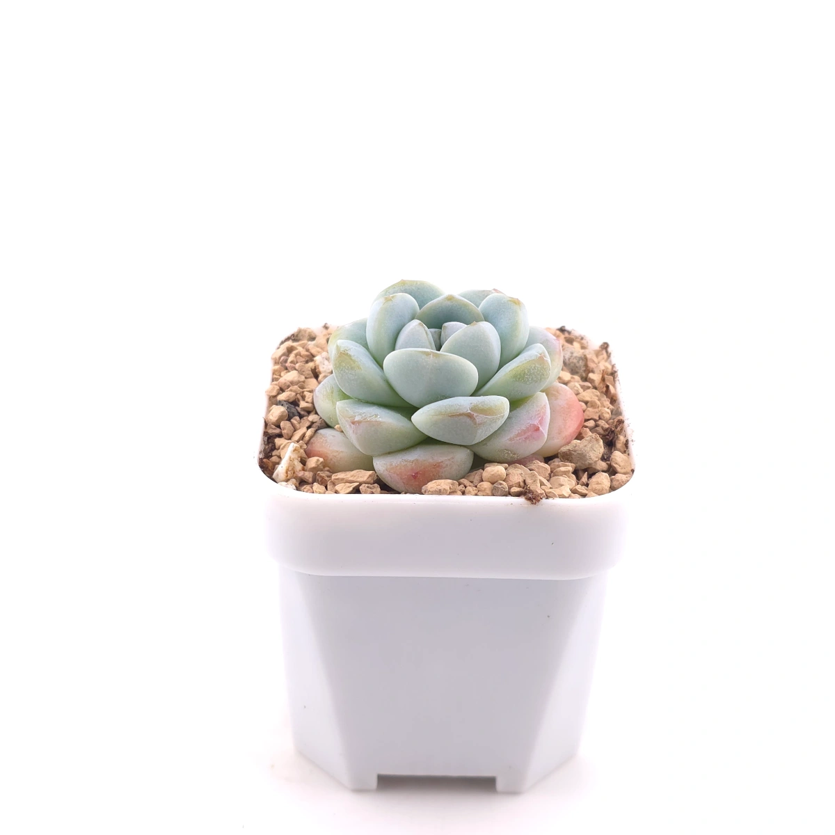 Echeveria 'Ice Jade' | 冰玉 thumbnail 3