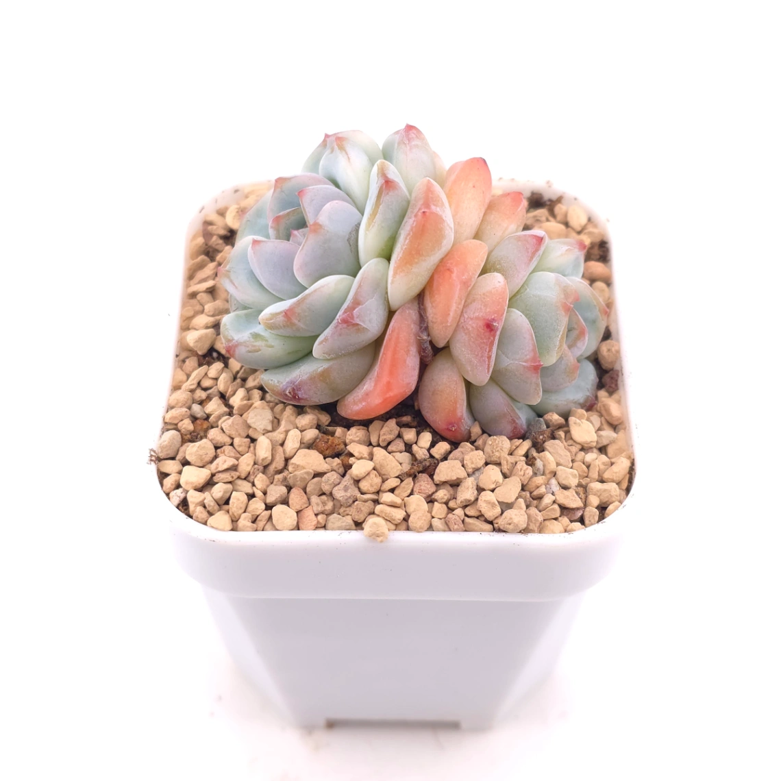 Echeveria 'Ice Jade' | 冰玉 thumbnail 2