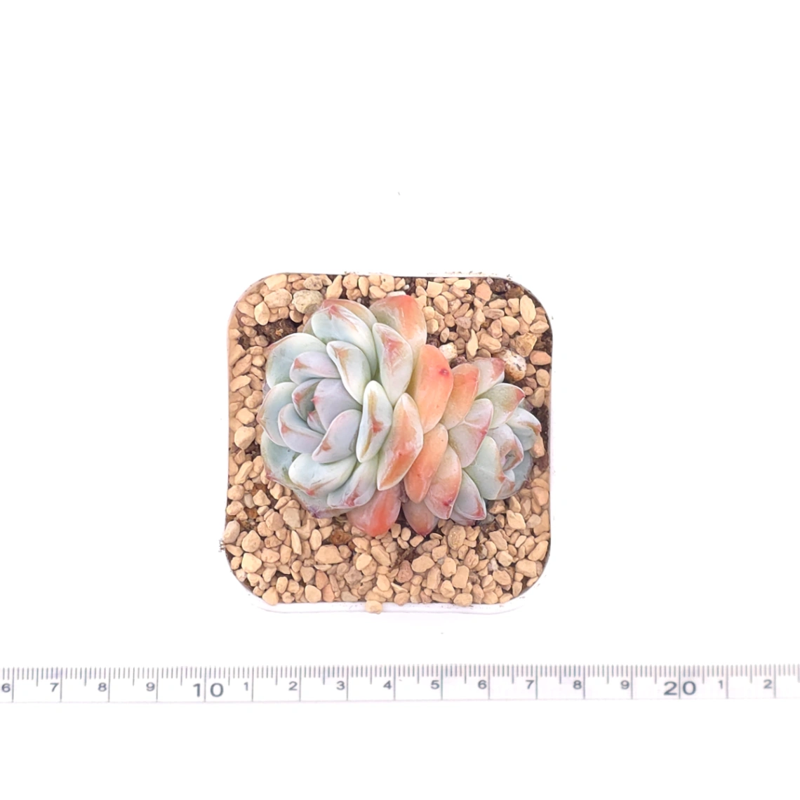 Echeveria 'Ice Jade' | 冰玉 thumbnail 4