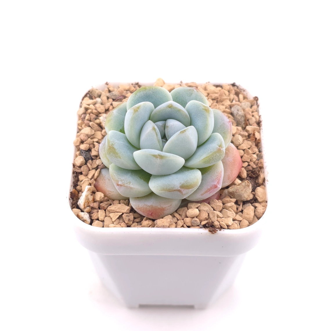 Echeveria 'Ice Jade' | 冰玉 thumbnail 2