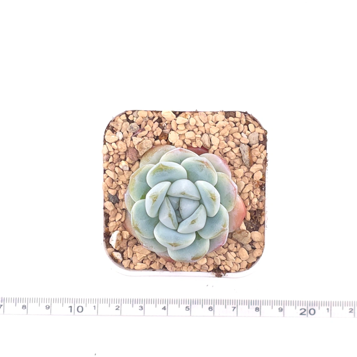 Echeveria 'Ice Jade' | 冰玉 thumbnail 4