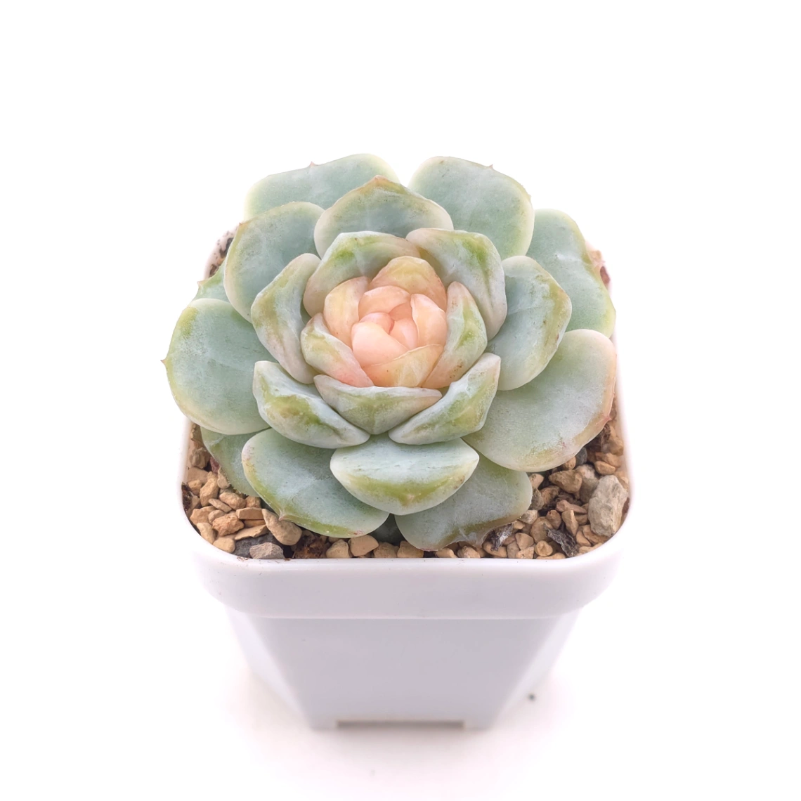 Echeveria ‘Ice Jelly’ | 冰果凍 thumbnail 2
