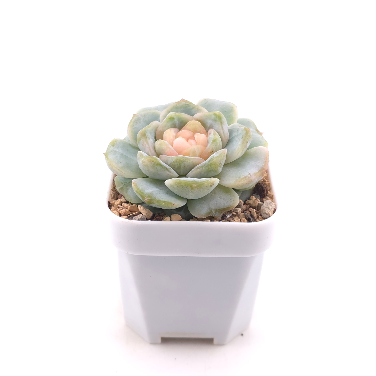 Echeveria ‘Ice Jelly’ | 冰果凍 thumbnail 3