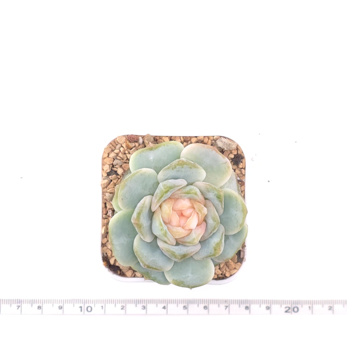 Echeveria ‘Ice Jelly’ | 冰果凍 thumbnail 4