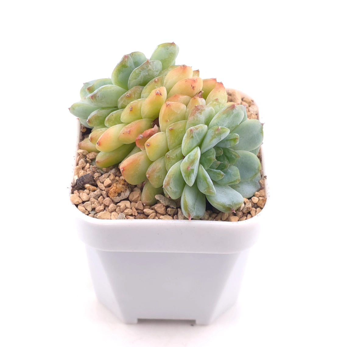 Echeveria ‘Ice Soul’ | 冰魄 thumbnail 2