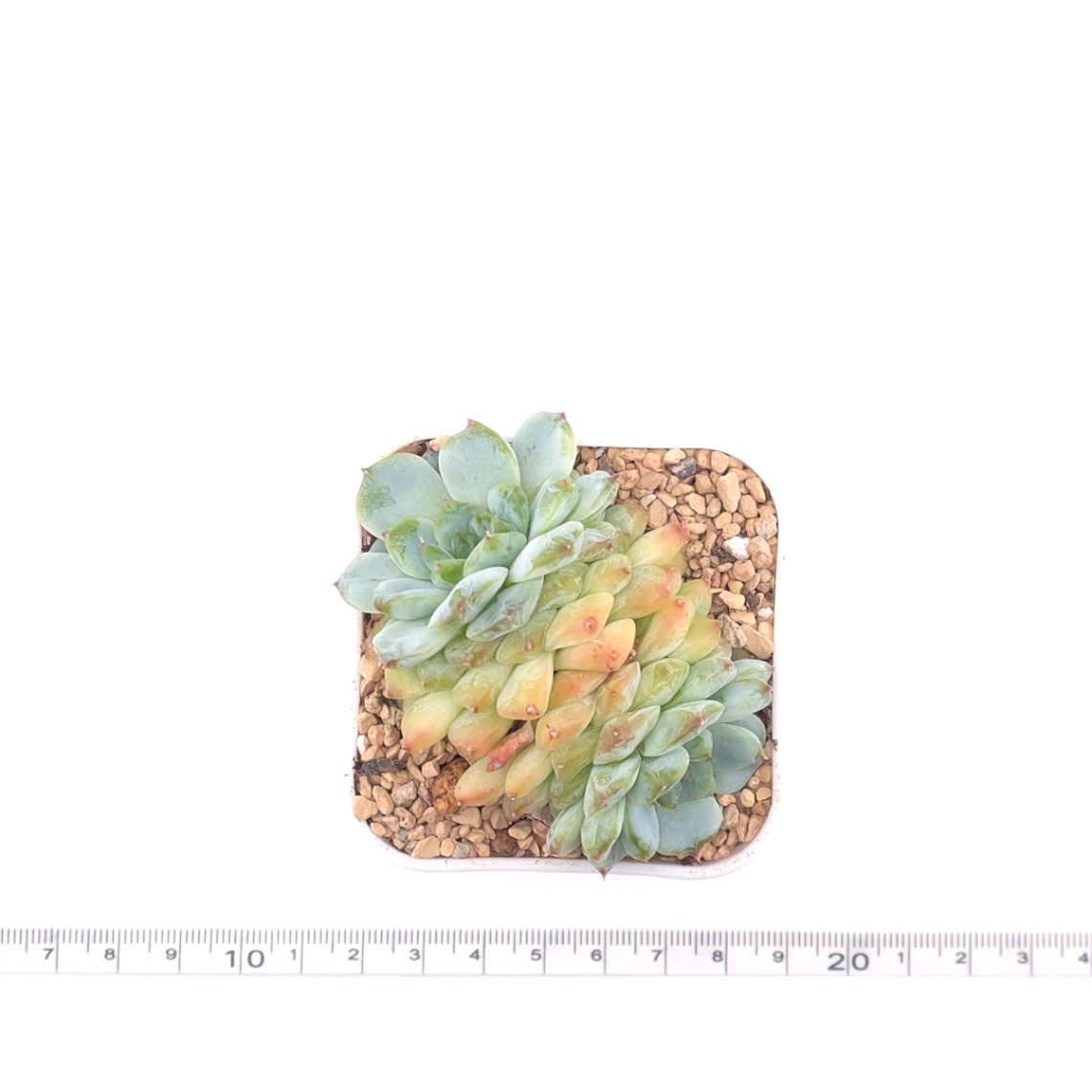 Echeveria ‘Ice Soul’ | 冰魄 thumbnail 4