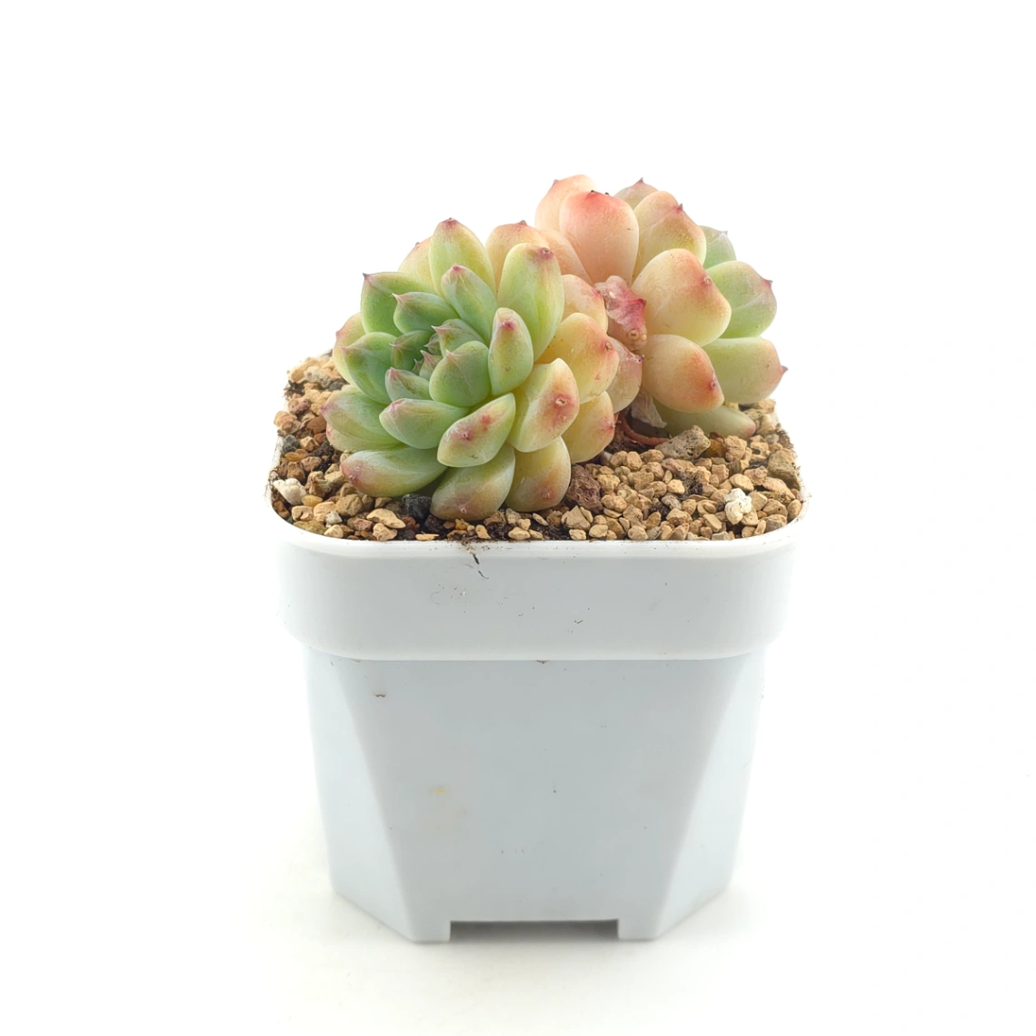 Echeveria ‘Ice Soul’ | 冰魄 thumbnail 3
