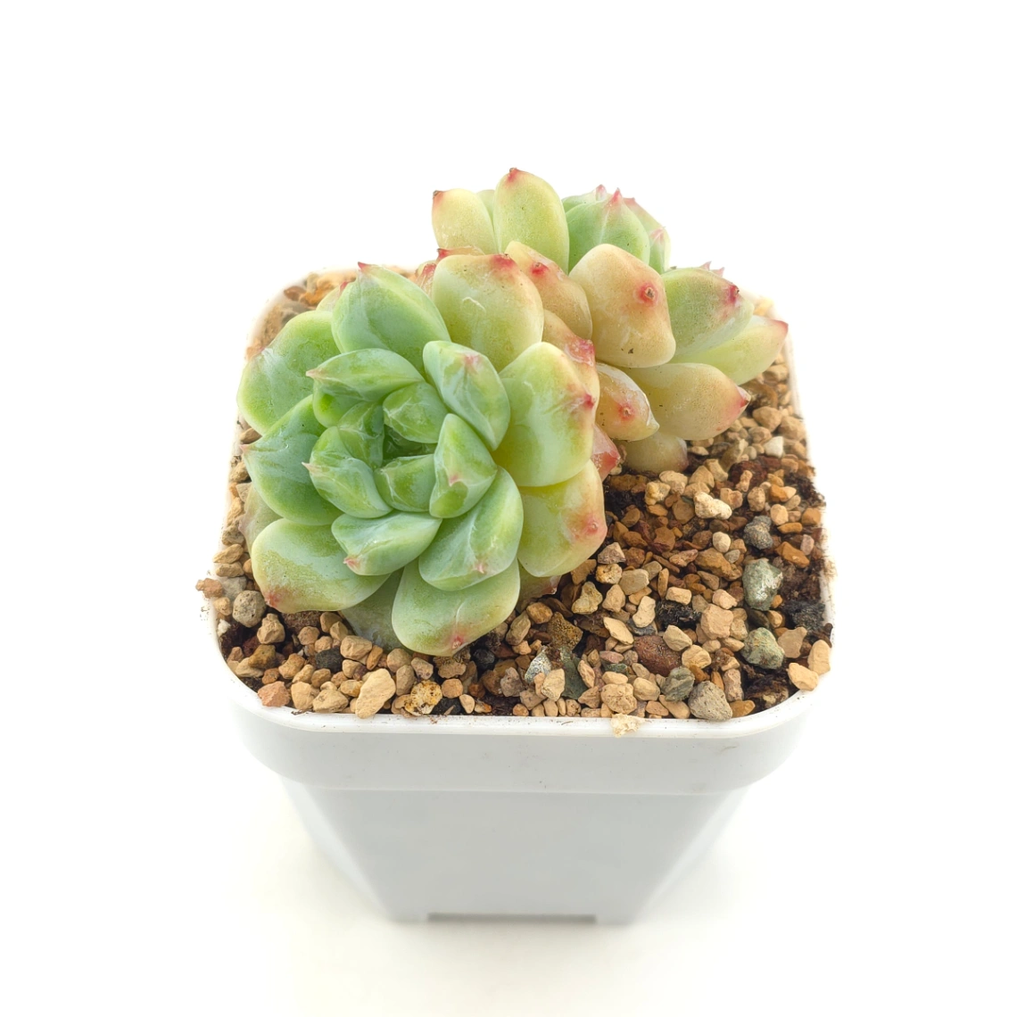 Echeveria ‘Ice Soul’ | 冰魄 thumbnail 2