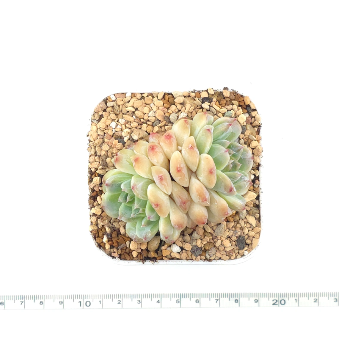 Echeveria ‘Ice Soul’ | 冰魄 thumbnail 4