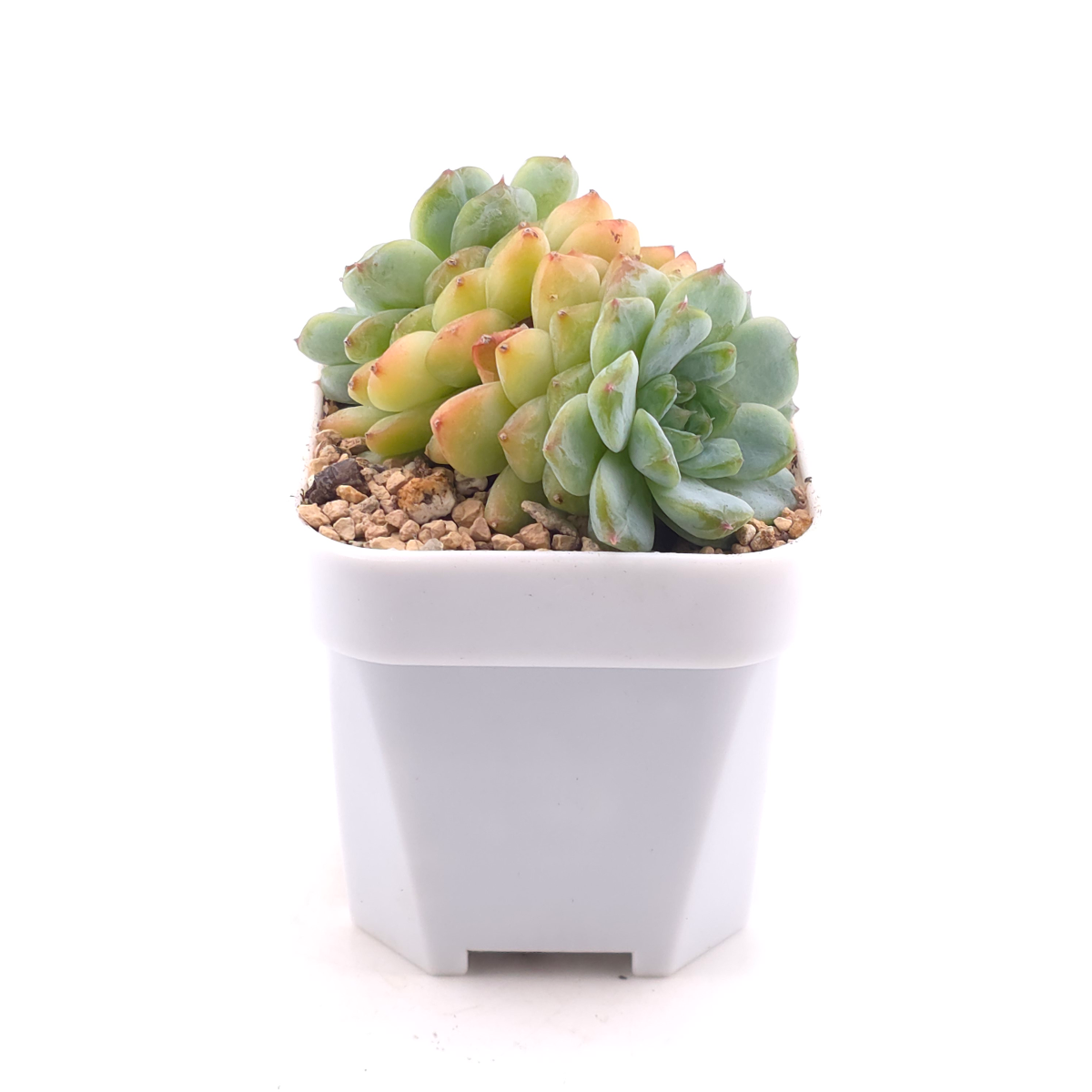 Echeveria ‘Ice Soul’ | 冰魄 thumbnail 3