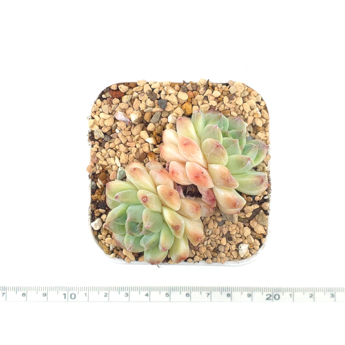 Echeveria ‘Ice Soul’ | 冰魄 thumbnail 4