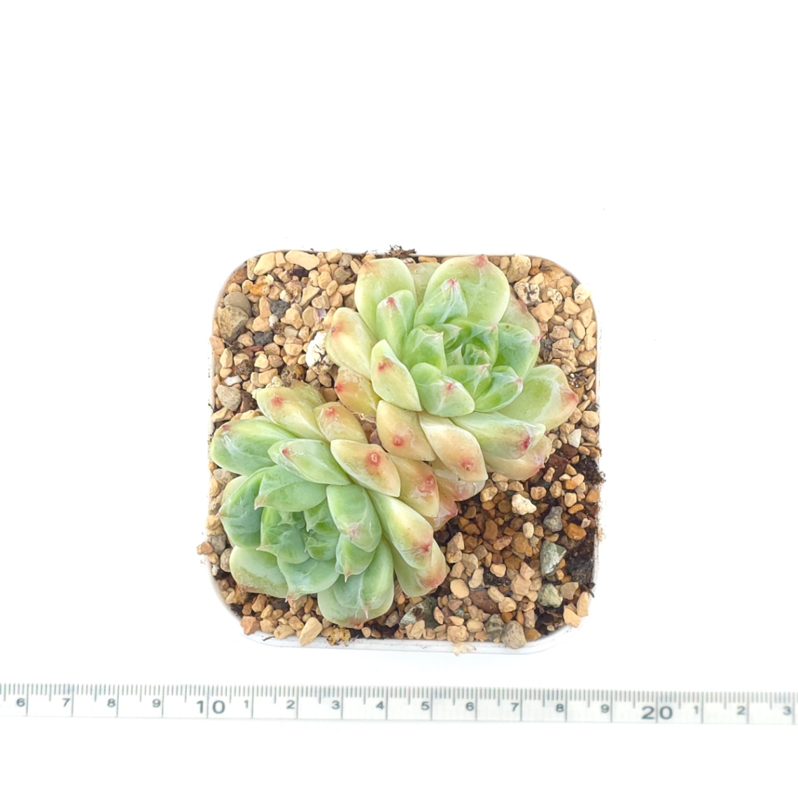 Echeveria ‘Ice Soul’ | 冰魄 thumbnail 4