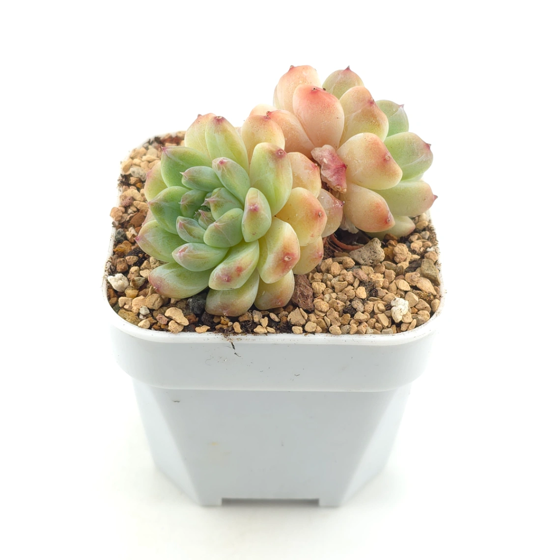 Echeveria ‘Ice Soul’ | 冰魄 thumbnail 2