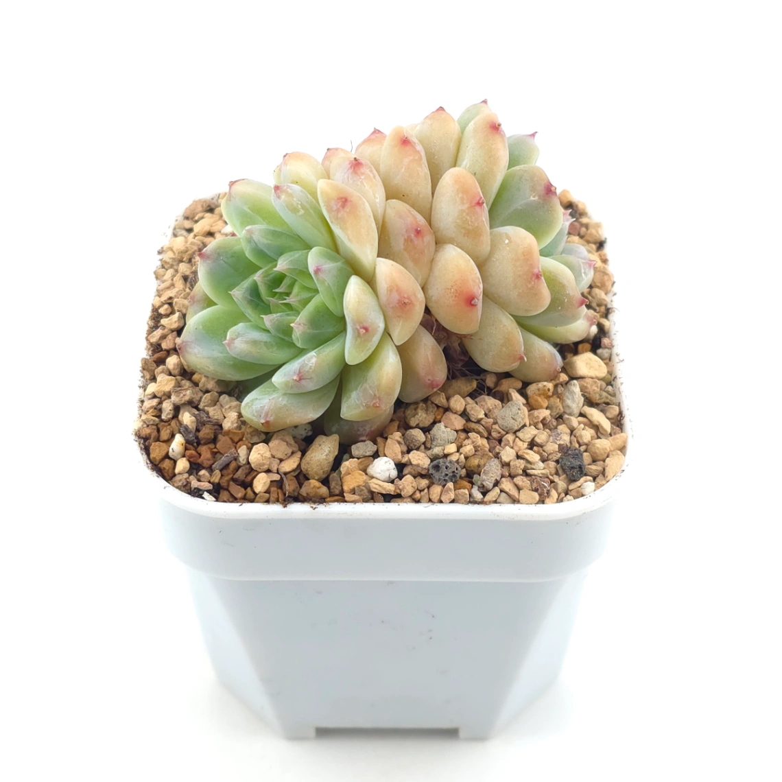 Echeveria ‘Ice Soul’ | 冰魄 thumbnail 2