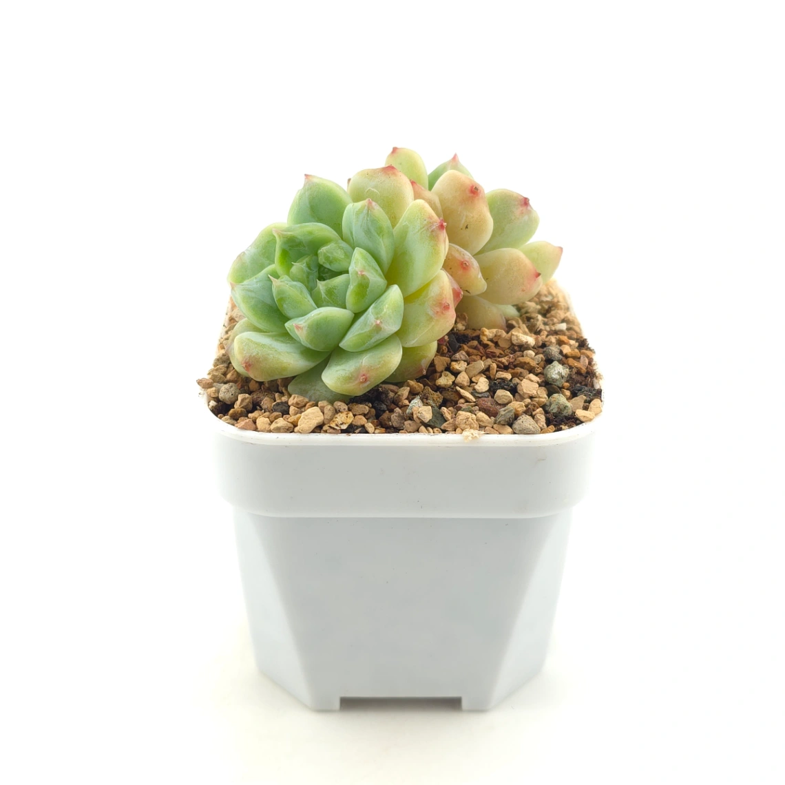 Echeveria ‘Ice Soul’ | 冰魄 thumbnail 3