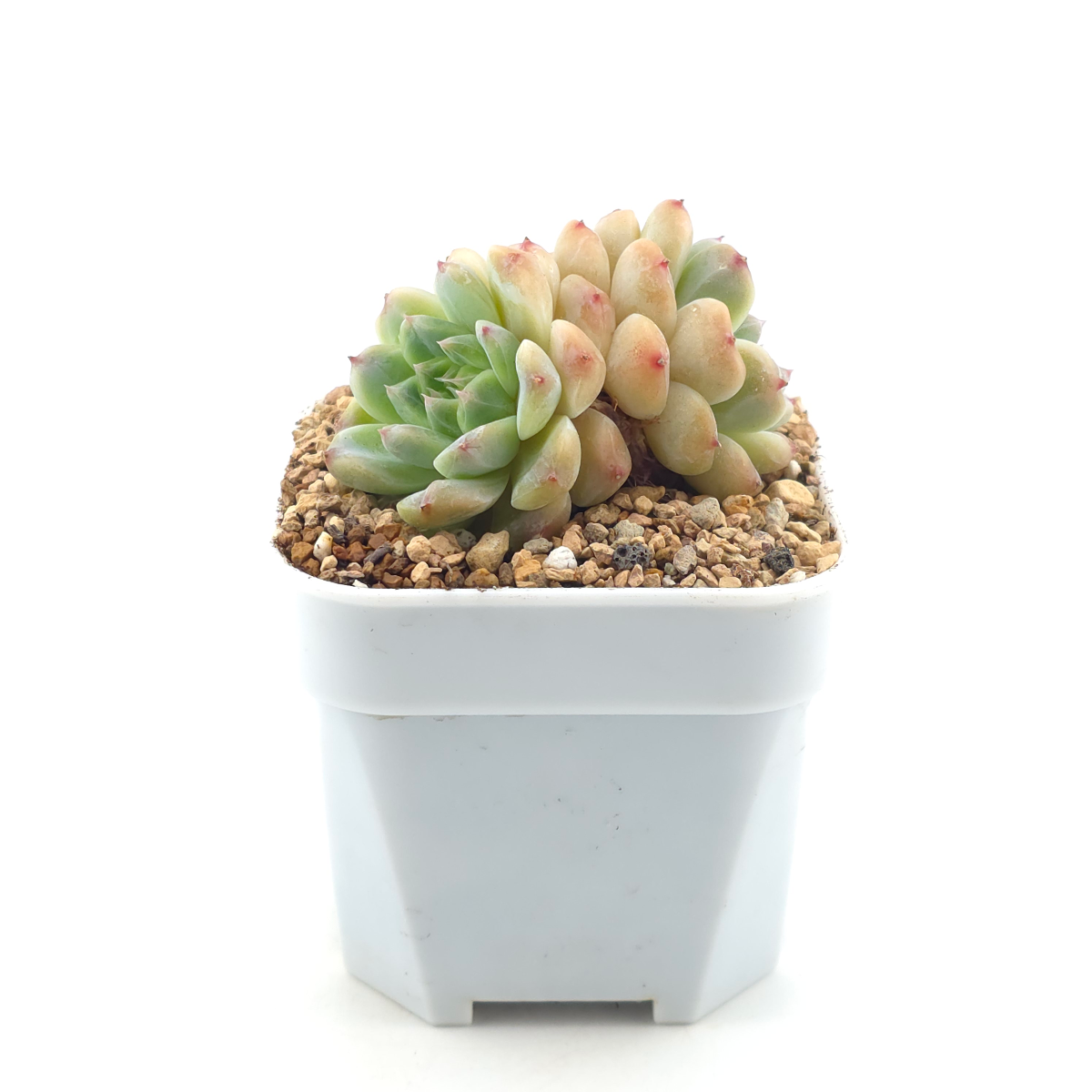 Echeveria ‘Ice Soul’ | 冰魄 thumbnail 3