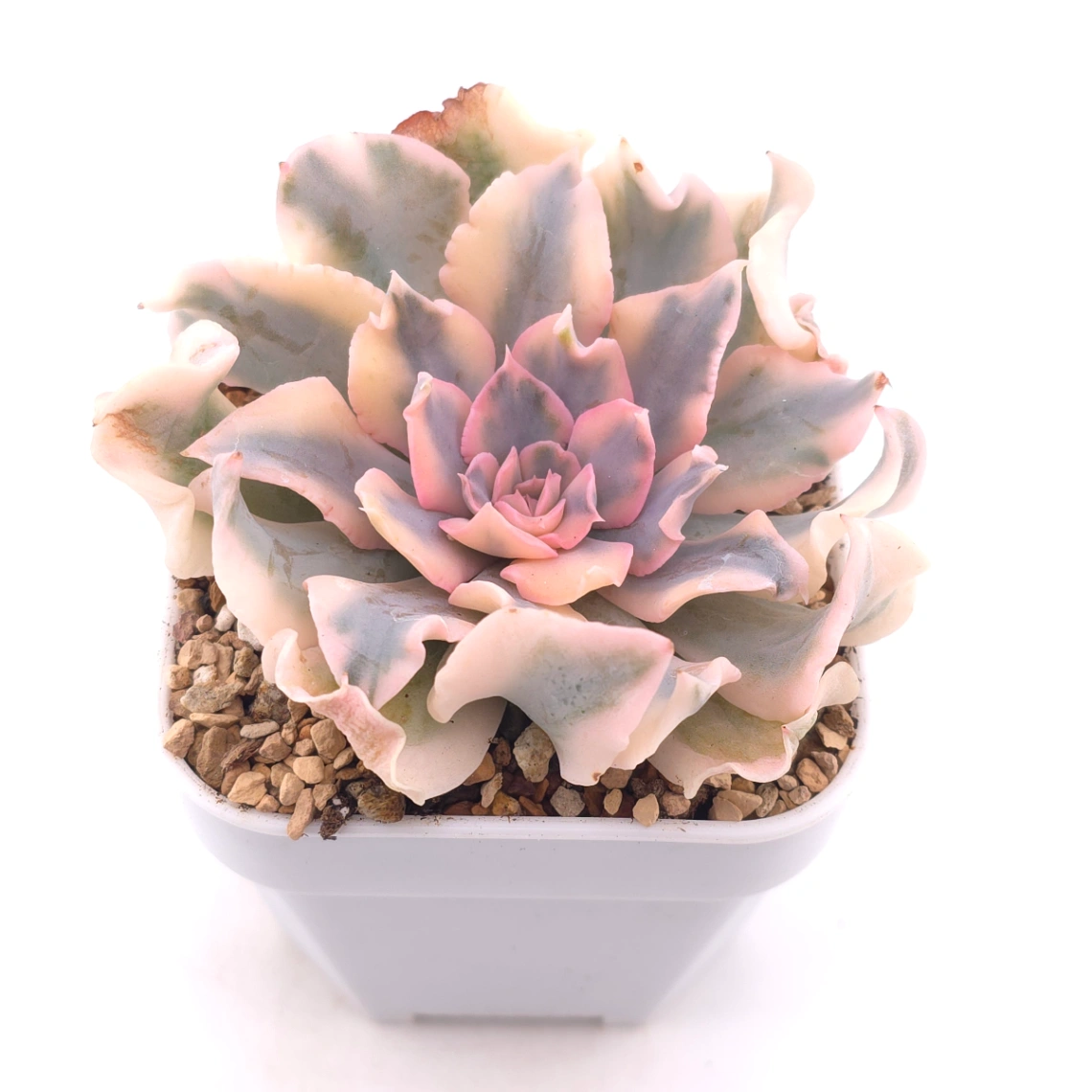 Echeveria ‘Liberia’ variegated | 利比亞錦 thumbnail 2