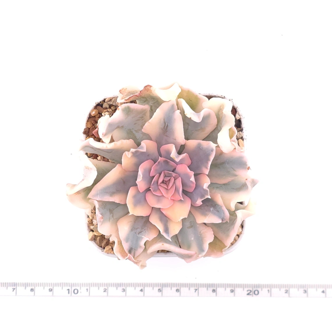 Echeveria ‘Liberia’ variegated | 利比亞錦 thumbnail 4