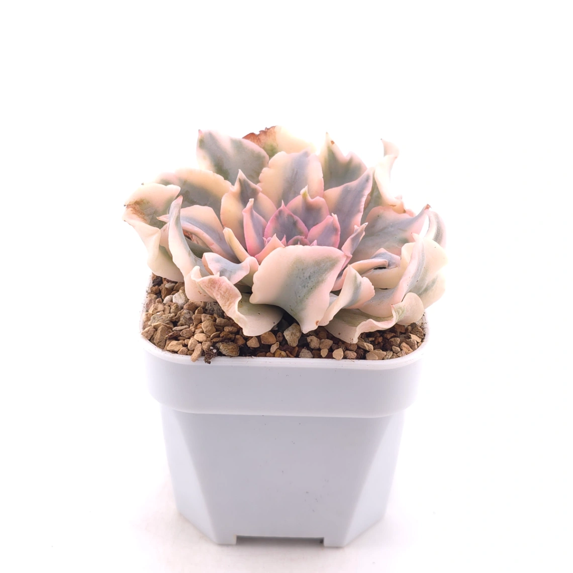 Echeveria ‘Liberia’ variegated | 利比亞錦 thumbnail 3