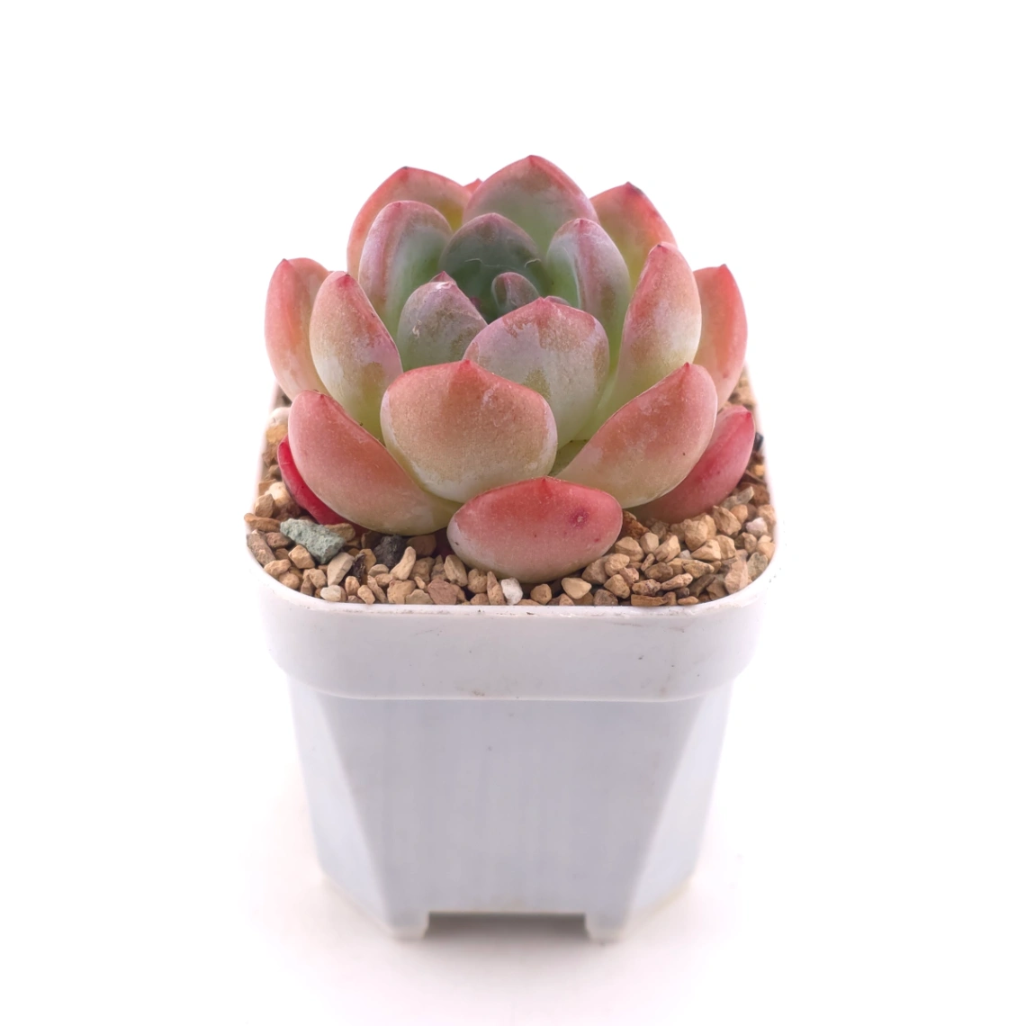 Echeveria ‘Lone Star’ | 孤星 thumbnail 3
