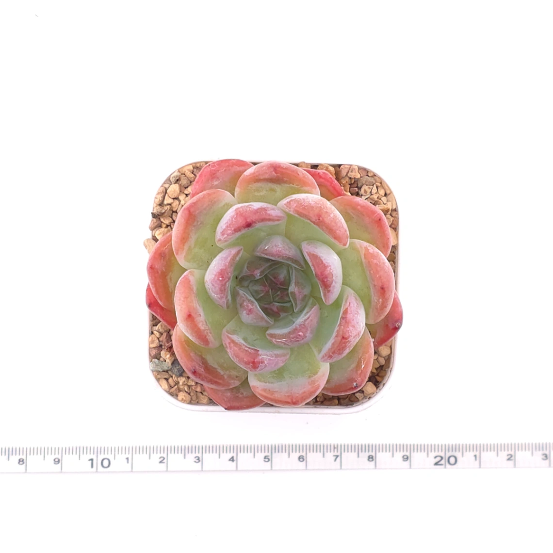Echeveria ‘Lone Star’ | 孤星 thumbnail 4