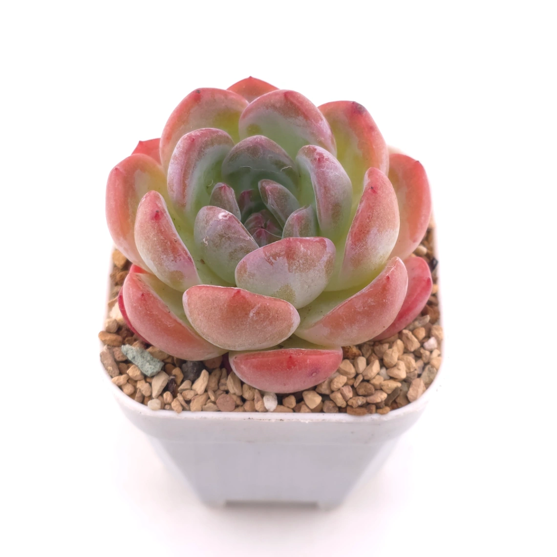 Echeveria ‘Lone Star’ | 孤星 thumbnail 2