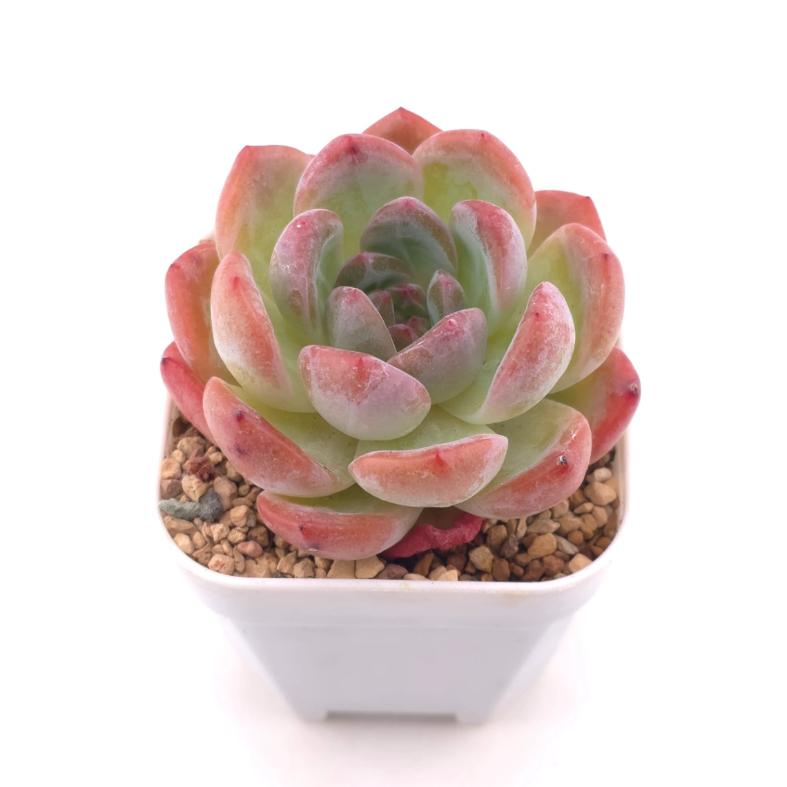Echeveria ‘Lone Star’ | 孤星 thumbnail 2