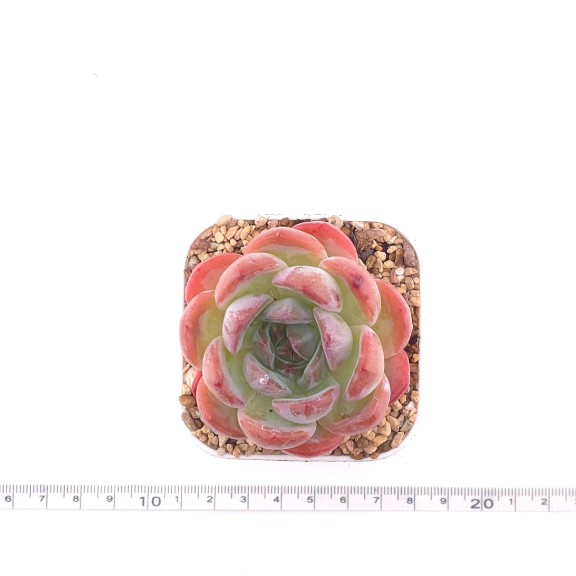 Echeveria ‘Lone Star’ | 孤星 thumbnail 4
