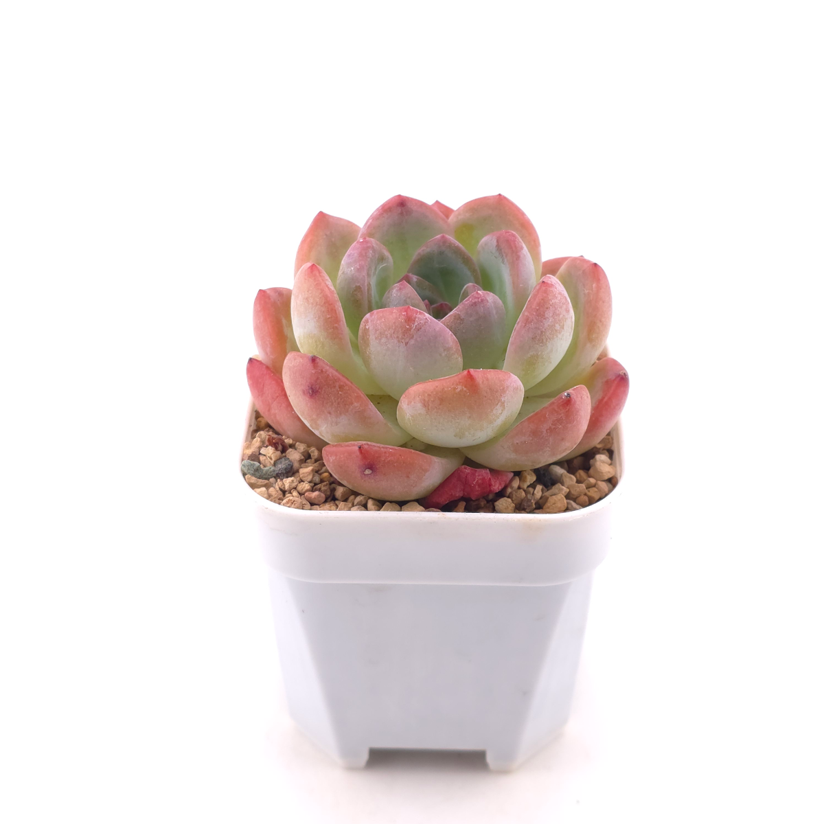 Echeveria ‘Lone Star’ | 孤星 thumbnail 3
