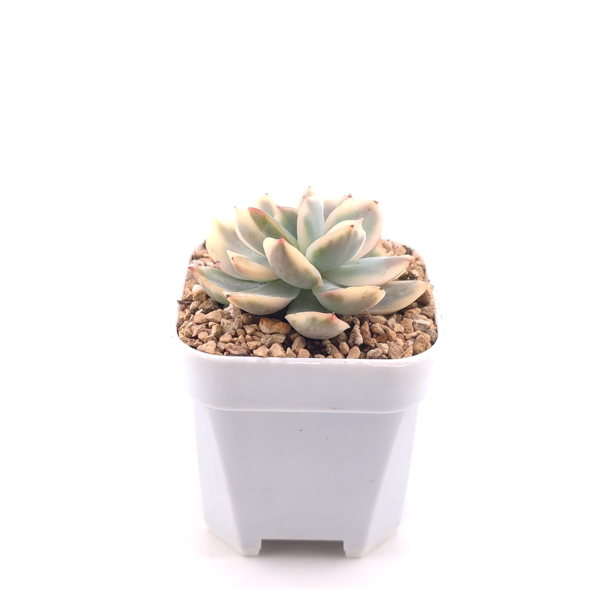 Echeveria ‘Luella’ variegated | 綺羅錦 thumbnail 3