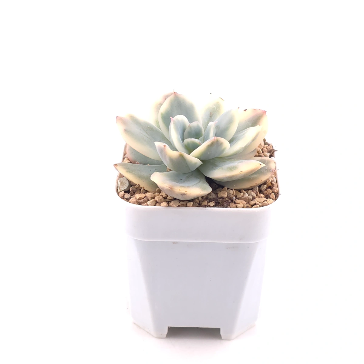 Echeveria ‘Luella’ variegated | 綺羅錦 thumbnail 3