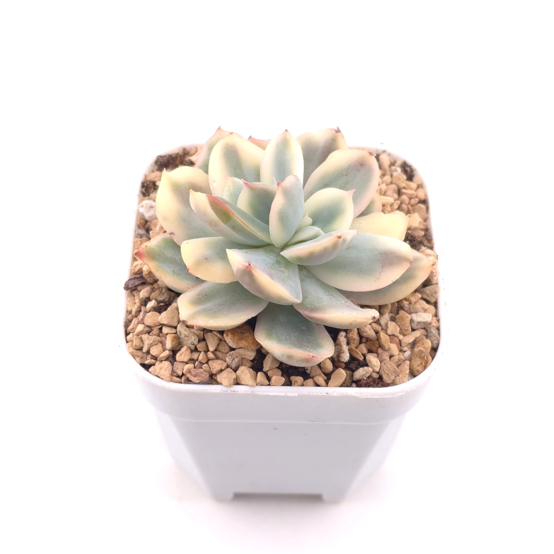 Echeveria ‘Luella’ variegated | 綺羅錦 thumbnail 2