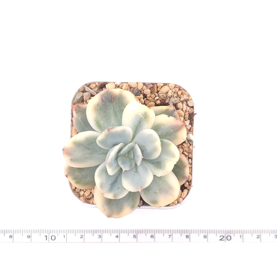 Echeveria ‘Luella’ variegated | 綺羅錦 thumbnail 4