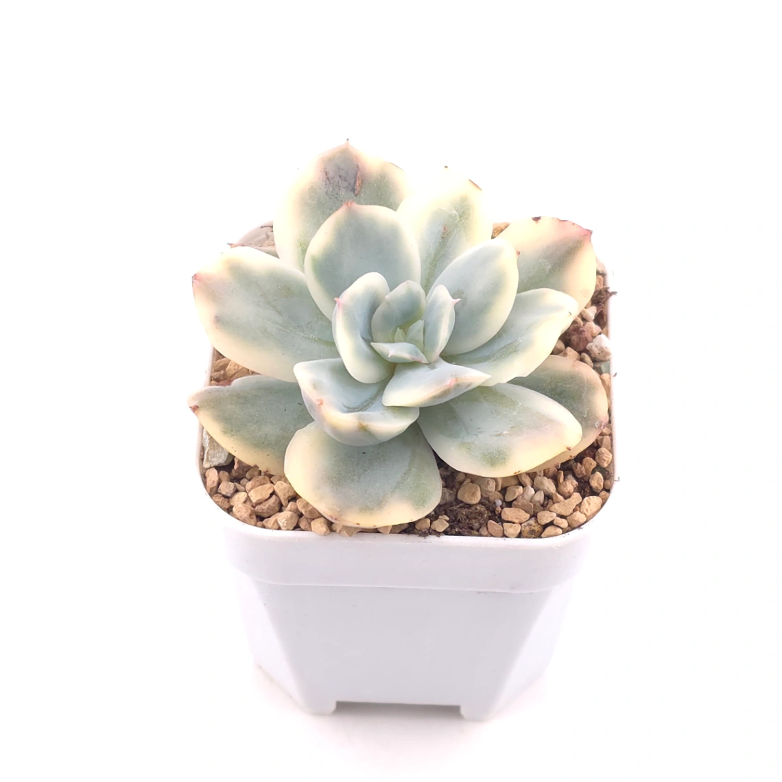 Echeveria ‘Luella’ variegated | 綺羅錦 thumbnail 2