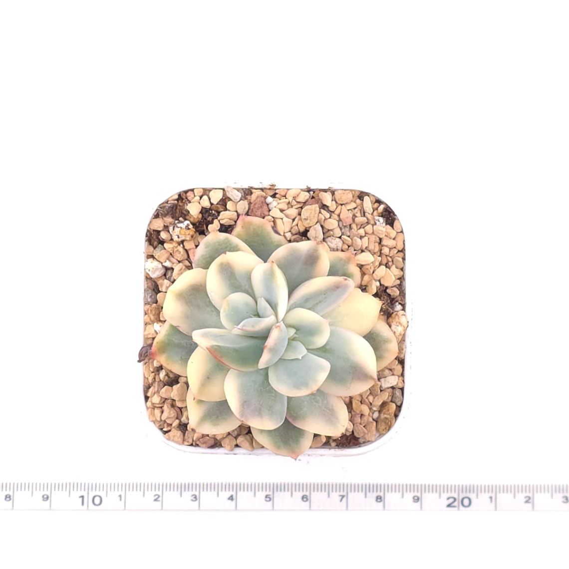Echeveria ‘Luella’ variegated | 綺羅錦 thumbnail 4