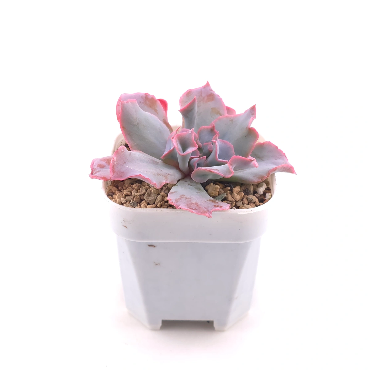 Echeveria ‘Magic Flute’ / ‘Trumpet Pinky’ | 魔笛 thumbnail 3