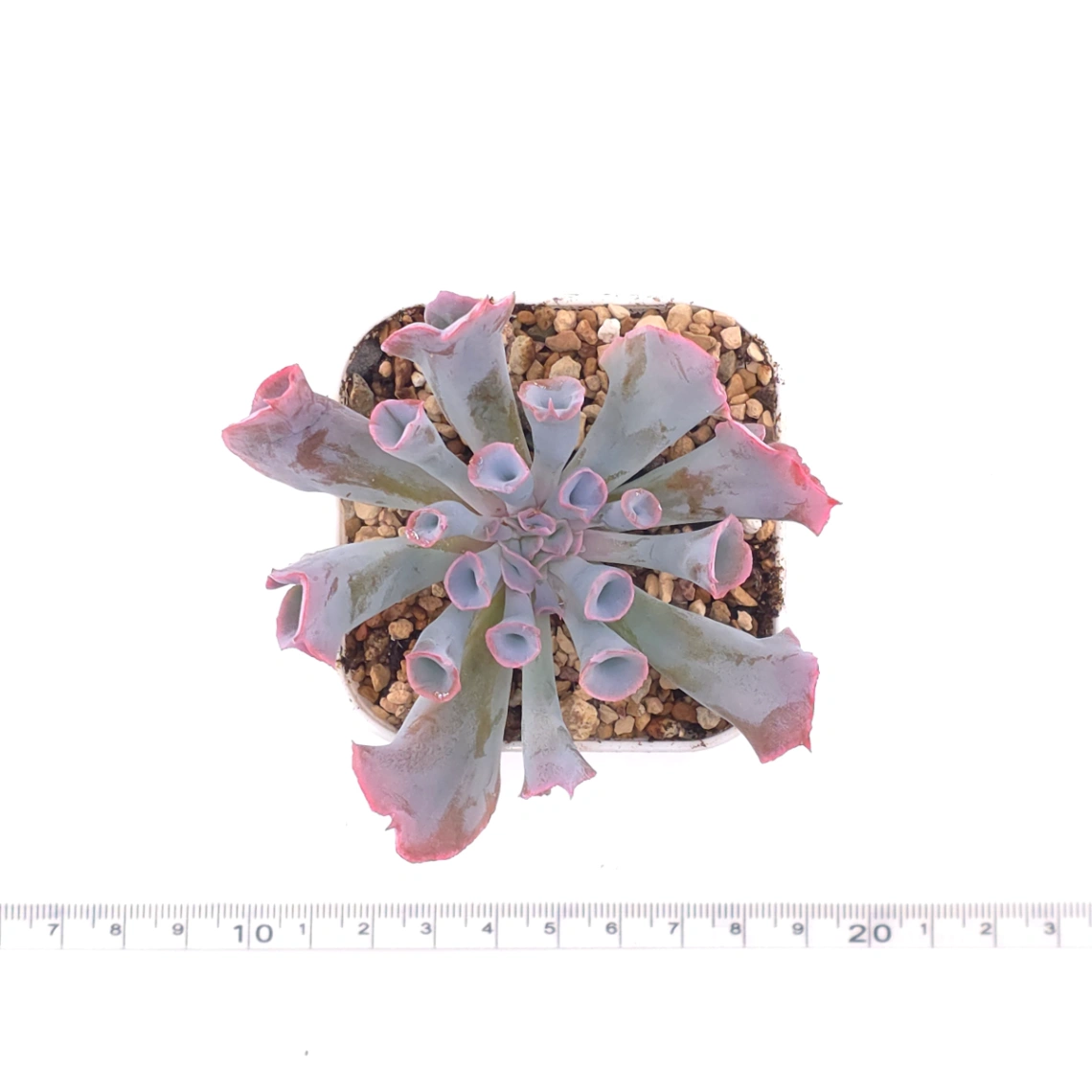 Echeveria ‘Magic Flute’ / ‘Trumpet Pinky’ | 魔笛 thumbnail 4