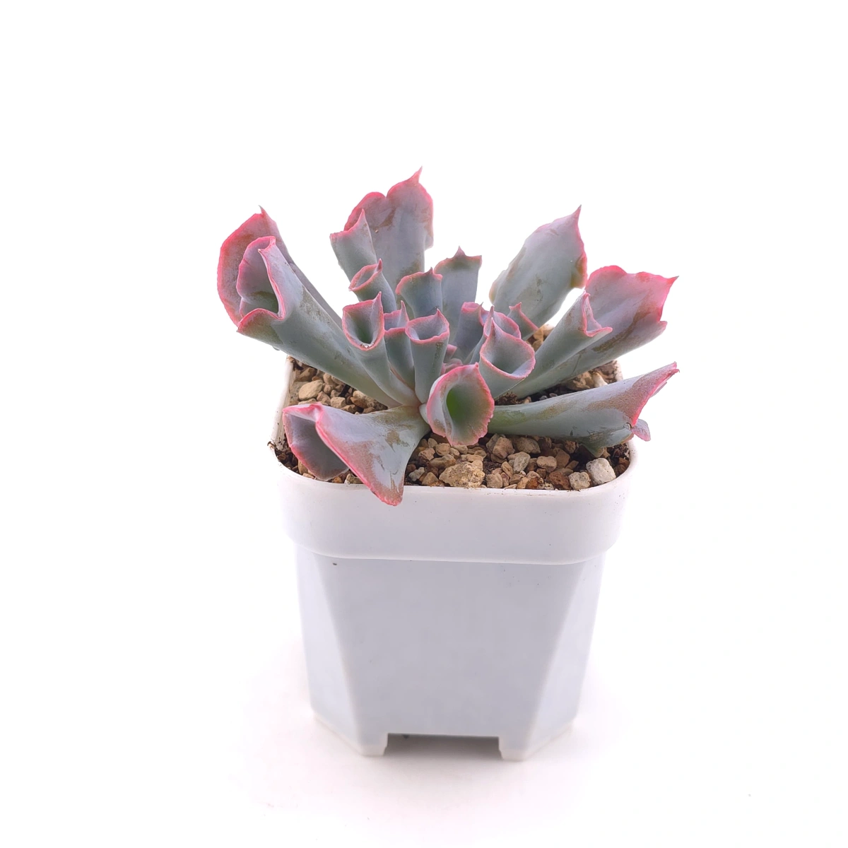 Echeveria ‘Magic Flute’ / ‘Trumpet Pinky’ | 魔笛 thumbnail 3