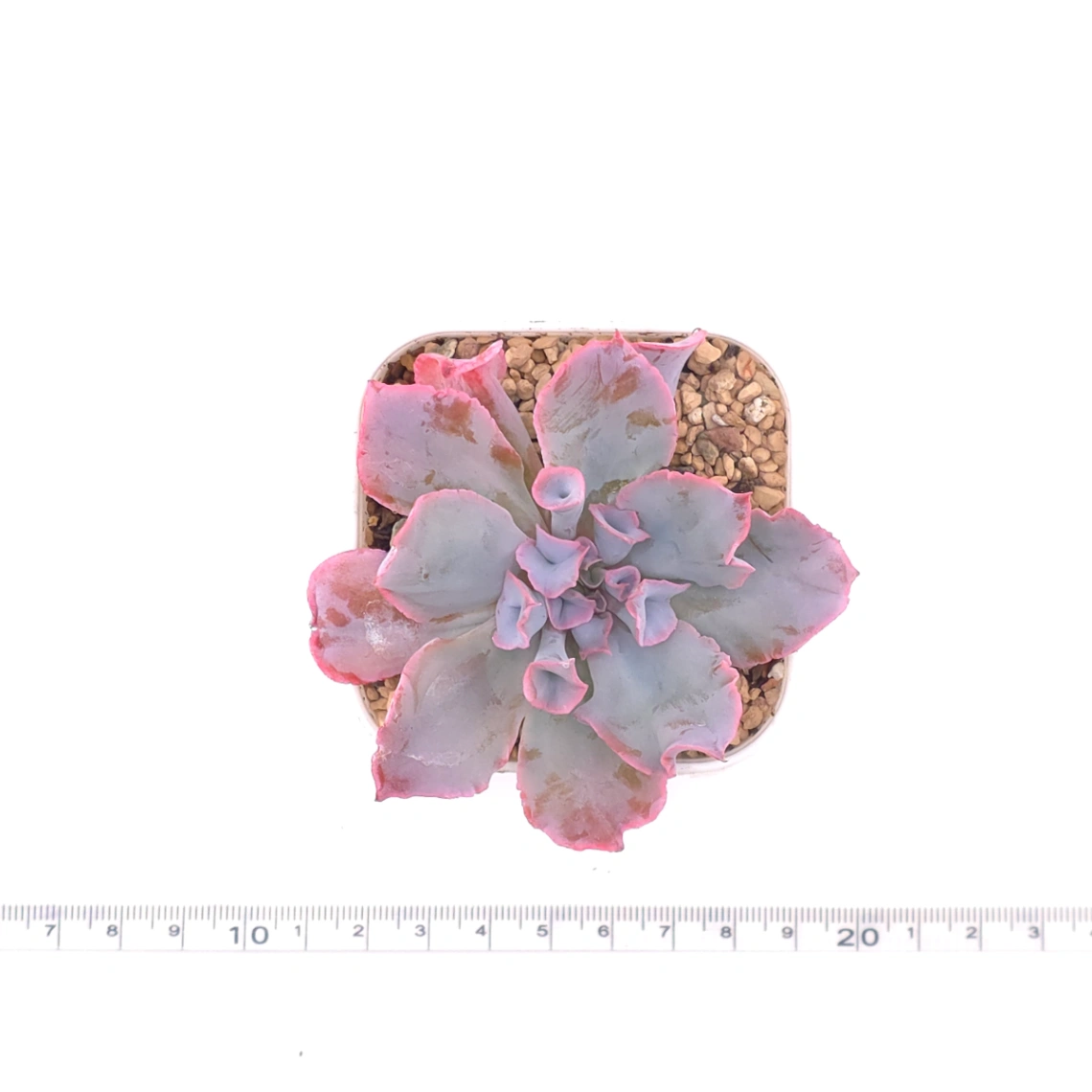 Echeveria ‘Magic Flute’ / ‘Trumpet Pinky’ | 魔笛 thumbnail 4
