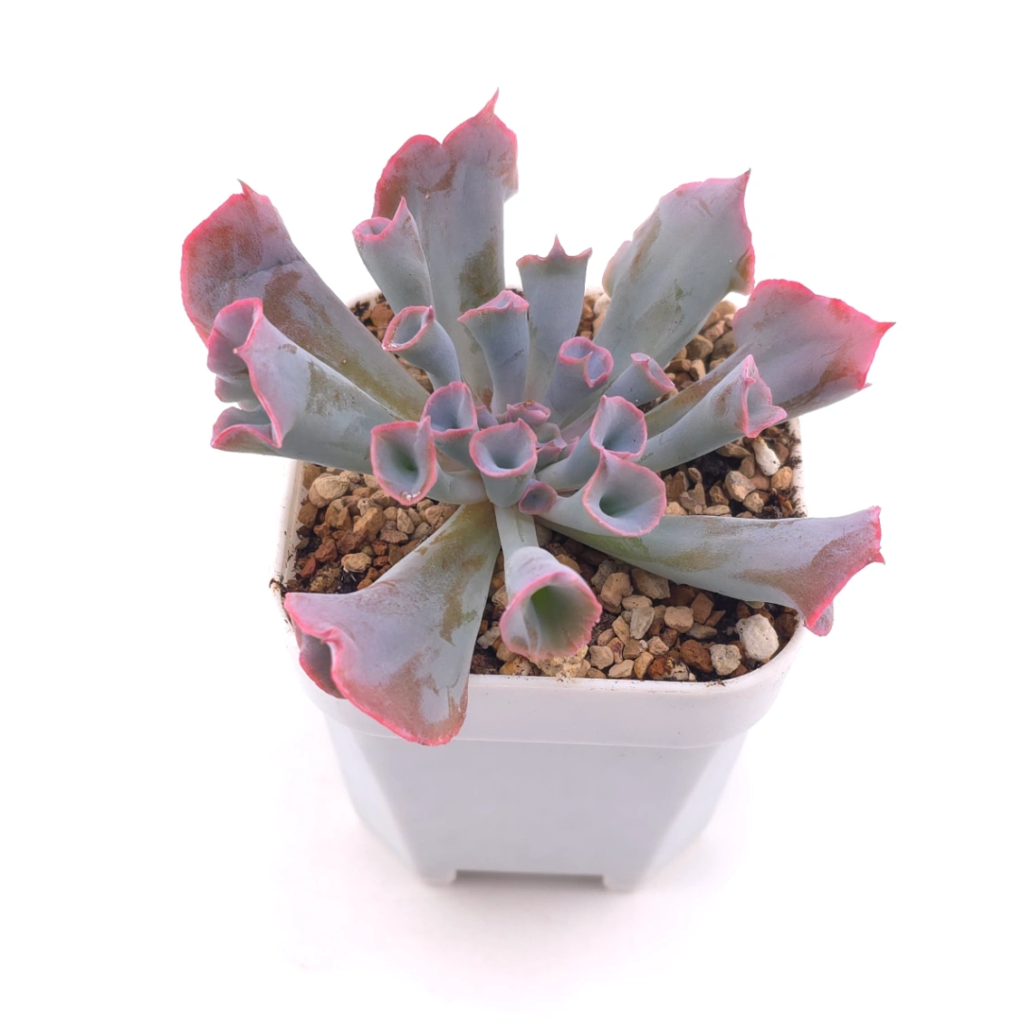 Echeveria ‘Magic Flute’ / ‘Trumpet Pinky’ | 魔笛 thumbnail 2