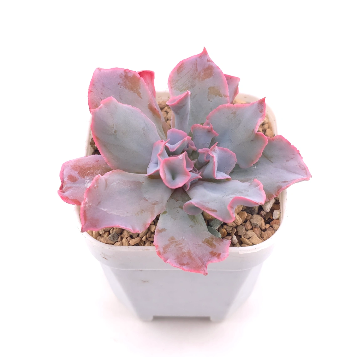 Echeveria ‘Magic Flute’ / ‘Trumpet Pinky’ | 魔笛 thumbnail 2