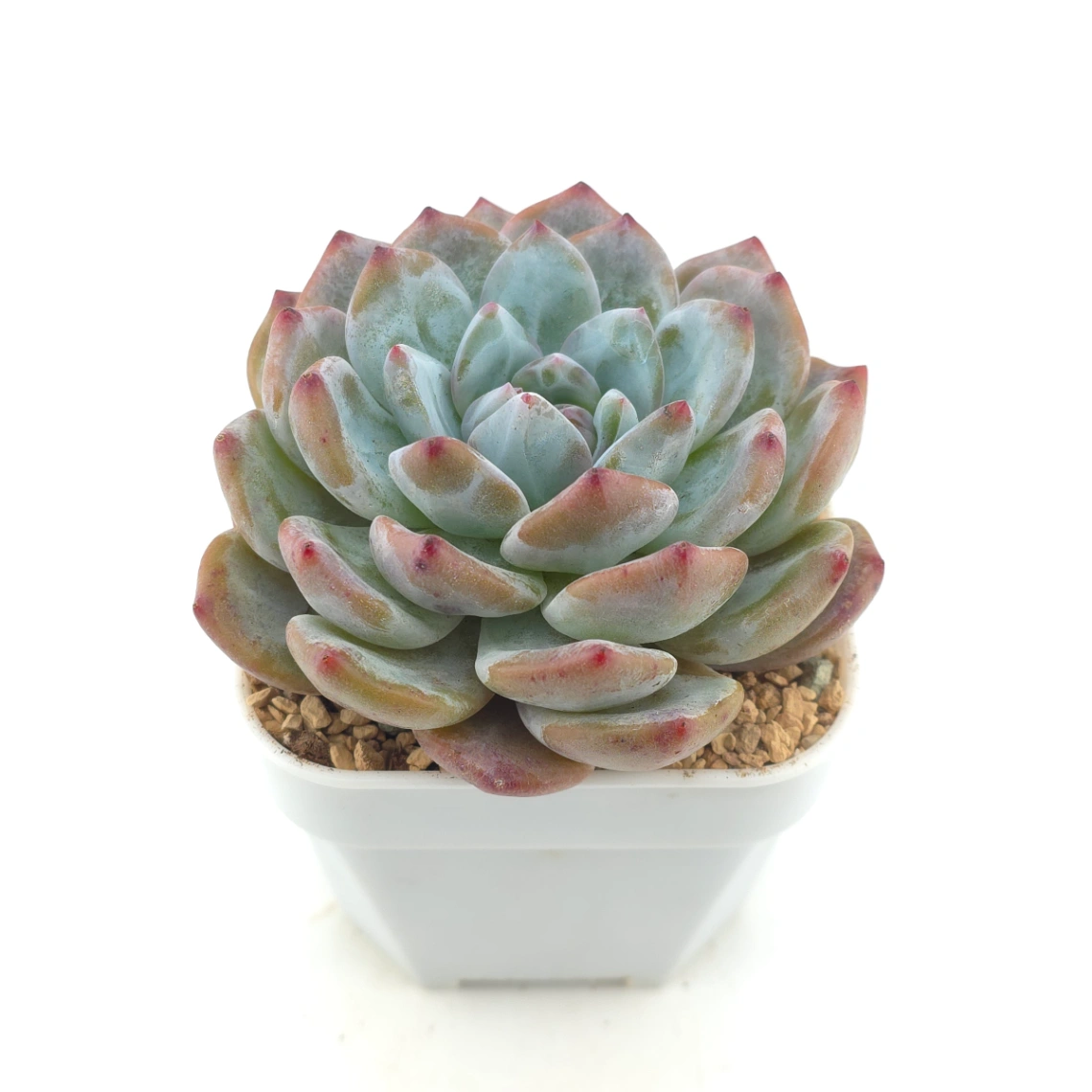 Echeveria ‘Sugar Heart Monroe’ | 糖心夢露 thumbnail 2