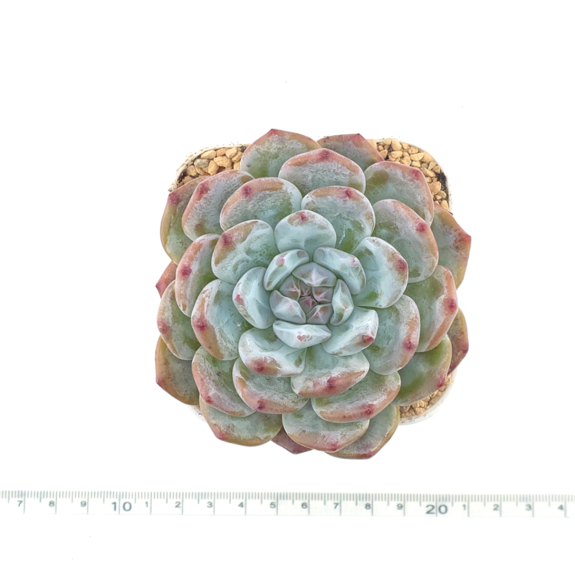 Echeveria ‘Sugar Heart Monroe’ | 糖心夢露 thumbnail 4